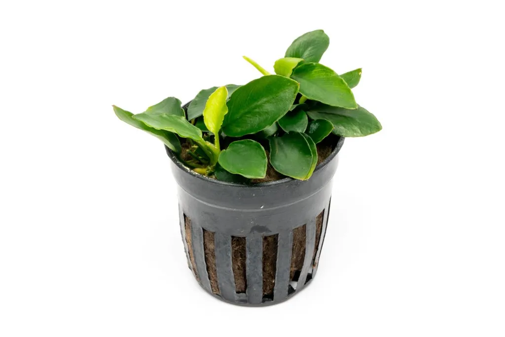 Anubias nana Long Wavy (Anubias barteri var. nana 'Long Wavy')