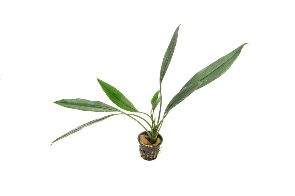 Aridarum caulescens (Burttianthus caulescens)