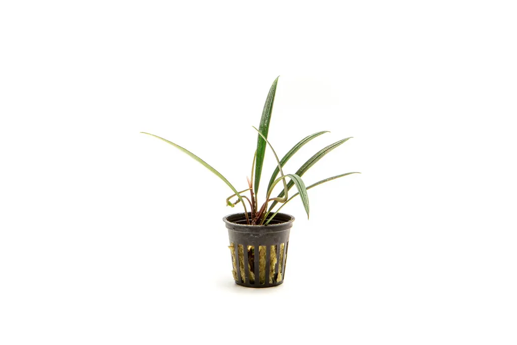 Aridarum Narrow (Aridarum sp. 'Narrow')