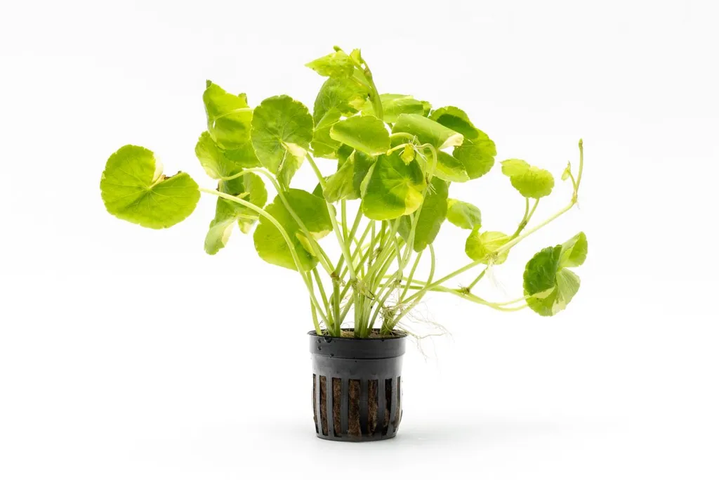 Brazilian pennywort Variegated (Hydrocotyle leucocephala 'Variegated')