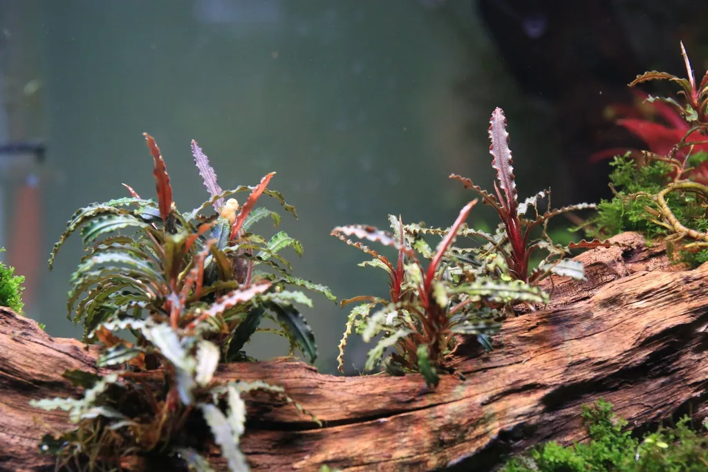 Bucephalandra belindae (Bucephalandra belindae)