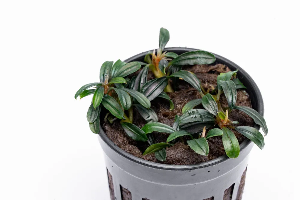 Bucephalandra Boyan Mini Narrow (Bucephalandra sp. 'Boyan Mini Narrow')