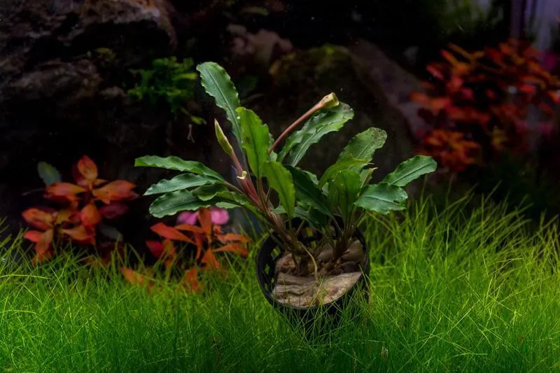 Bucephalandra Broad Wavy (Bucephalandra sp. 'Broad Wavy')