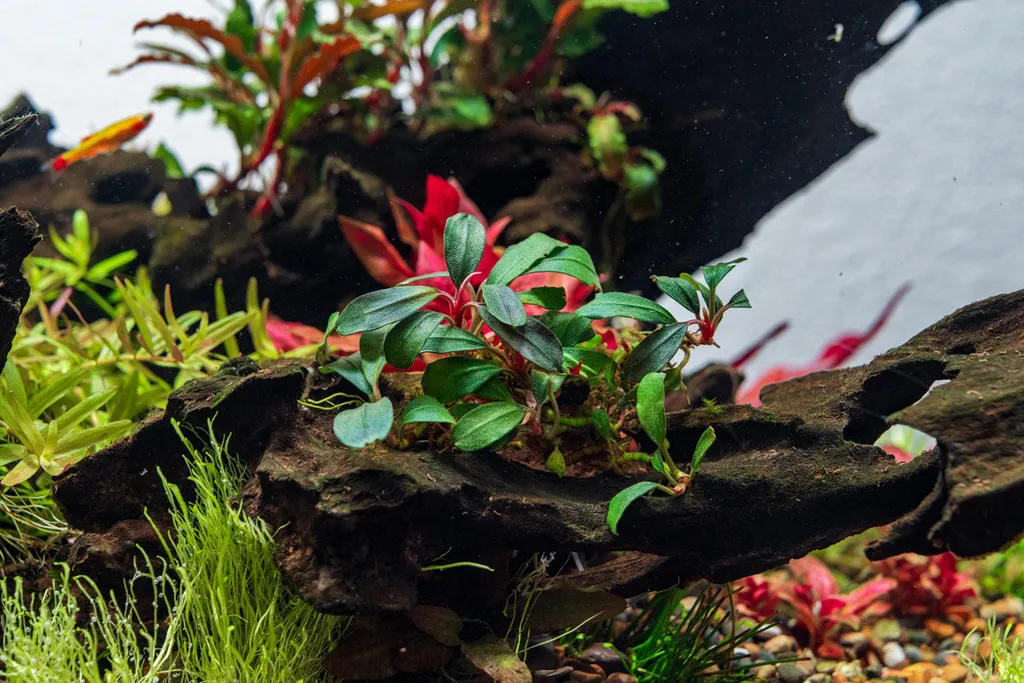 Bucephalandra Brownie Jade (Bucephalandra sp. 'Brownie Jade')