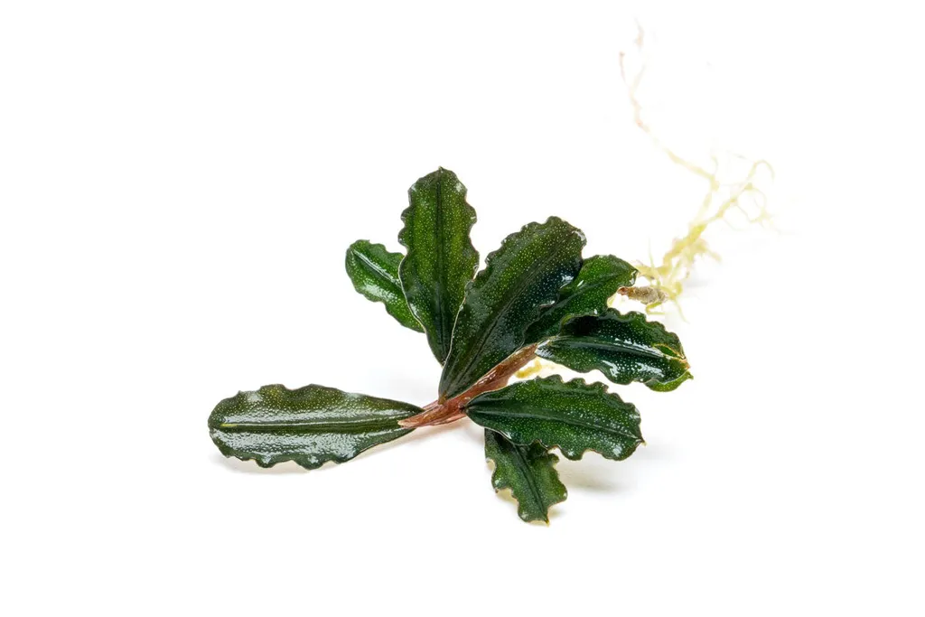 Bucephalandra Dark Phantom (Bucephalandra sp. 'Dark Phantom')
