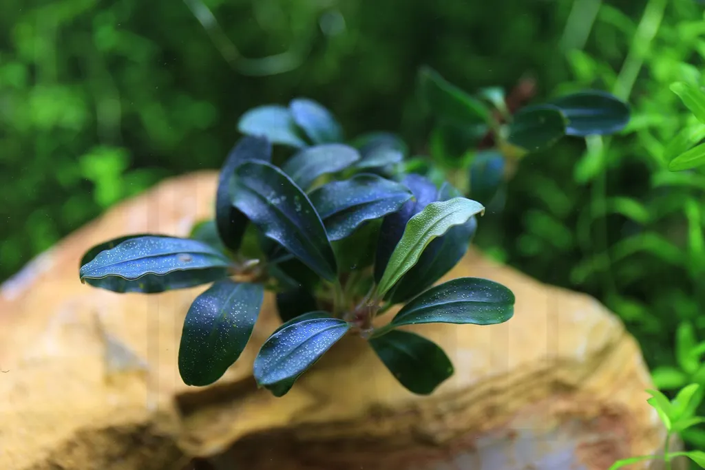 Bucephalandra Deep Purple (Bucephalandra sp. 'Deep Purple')