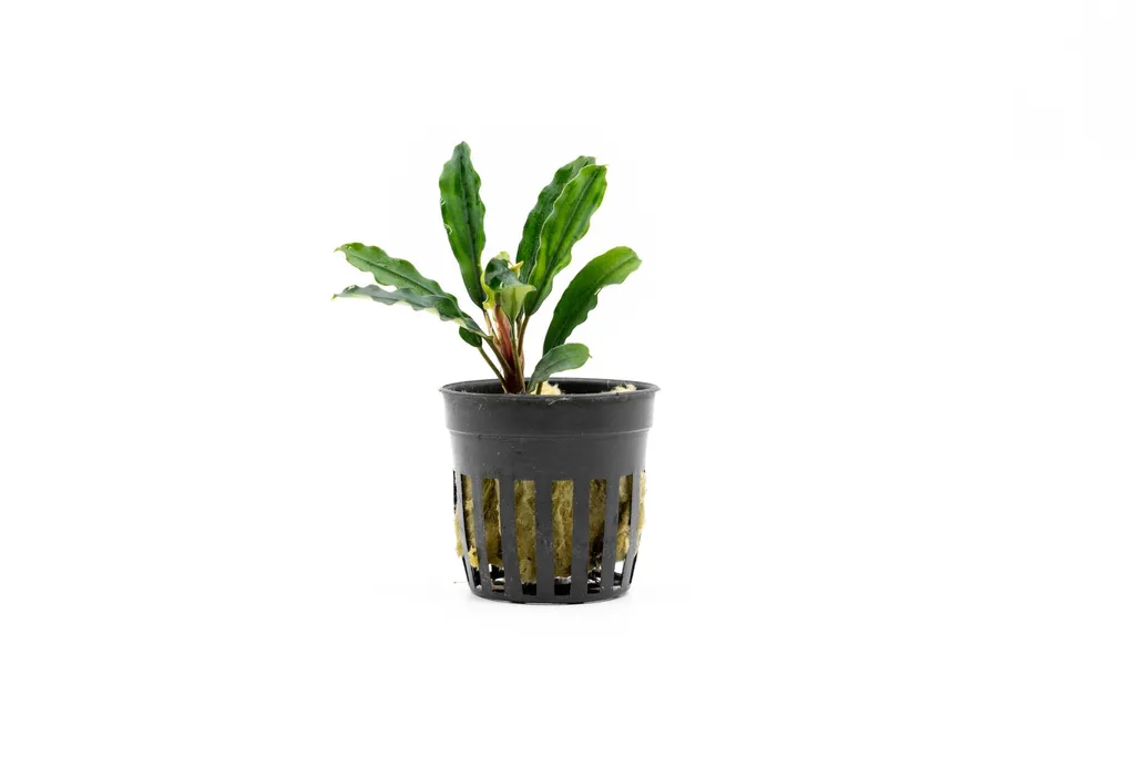 Bucephalandra Kedagang Long (Bucephalandra sp. 'Kedagang Long')