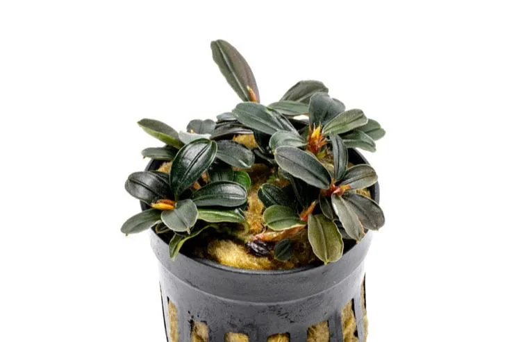 Bucephalandra Kedagang Round Mini (Bucephalandra sp. 'Kedagang Round Mini')