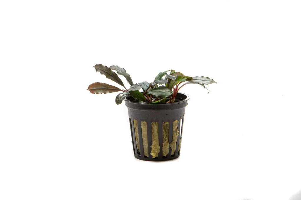 Bucephalandra Kedagang Round (Bucephalandra sp. 'Kedagang Round')