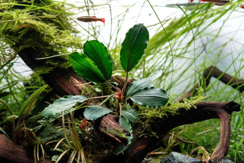 Bucephalandra Pearl Grey (Bucephalandra sp. 'Pearl Grey')