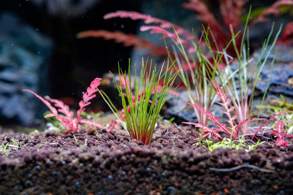 Centrolepis Blood Vomit (Centrolepis drummondiana 'Blood Vomit')
