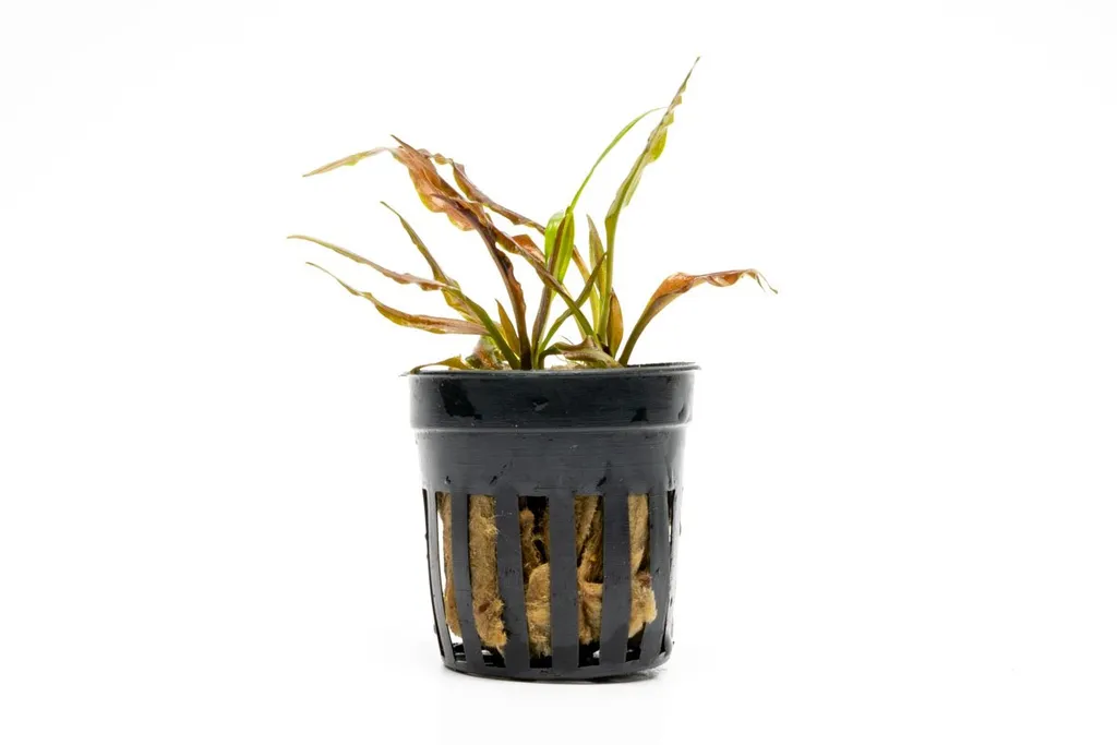Cryptocoryne albida Brown (Cryptocoryne albida 'Brown')