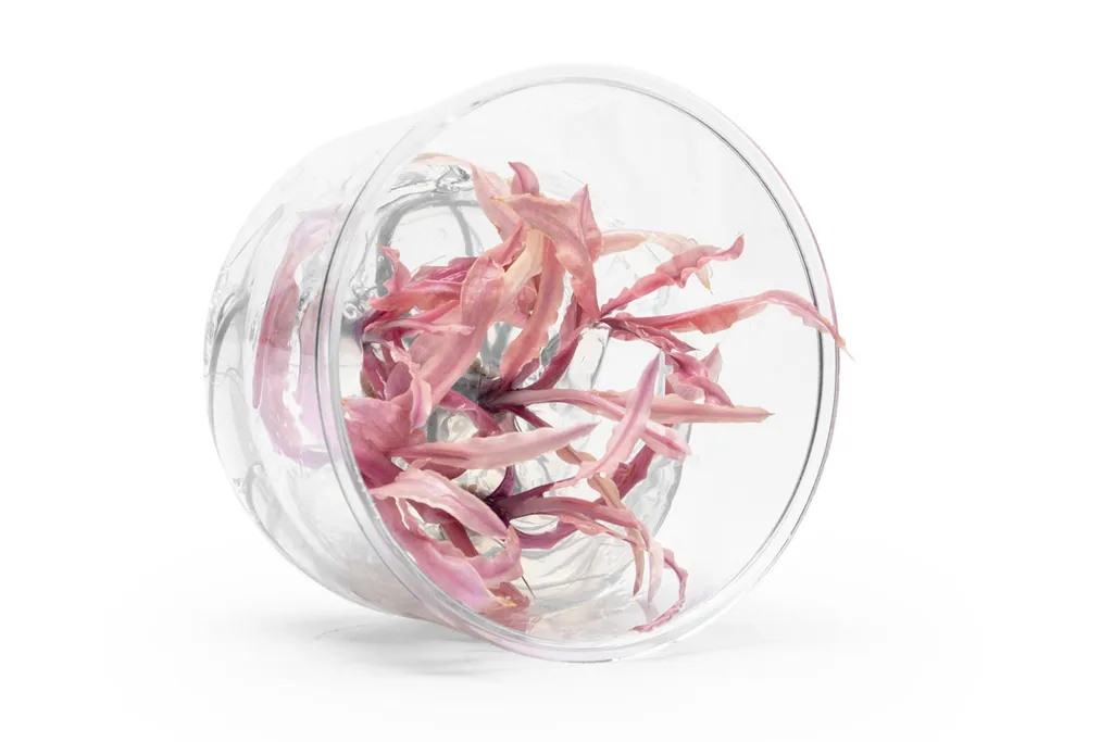 Cryptocoryne balansae Pink (Cryptocoryne crispatula var. balansae 'Pink')