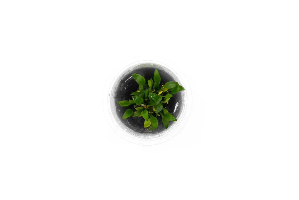 Cryptocoryne pygmaea (Cryptocoryne pygmaea)