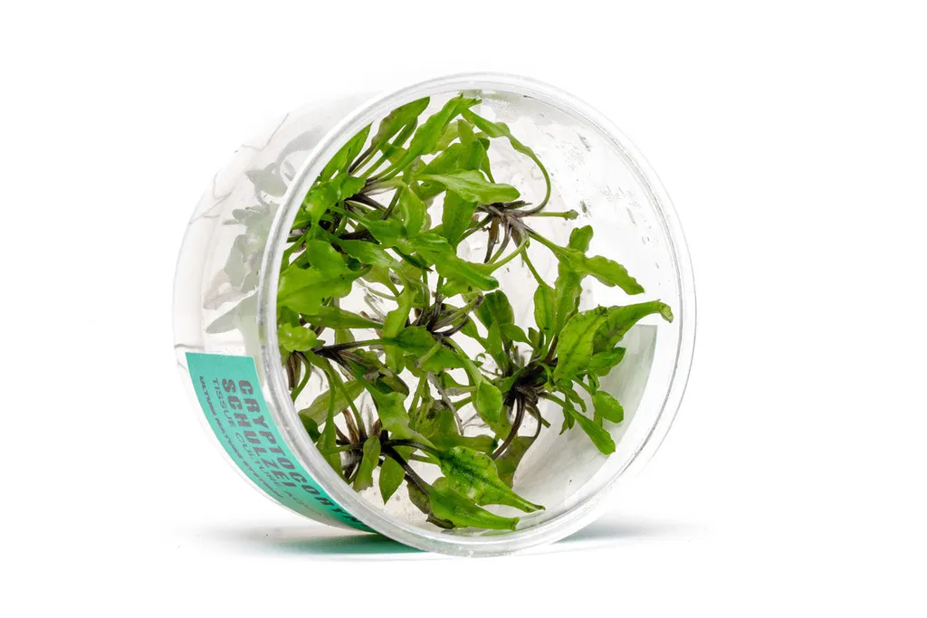 Cryptocoryne schulzei (Cryptocoryne schulzei)