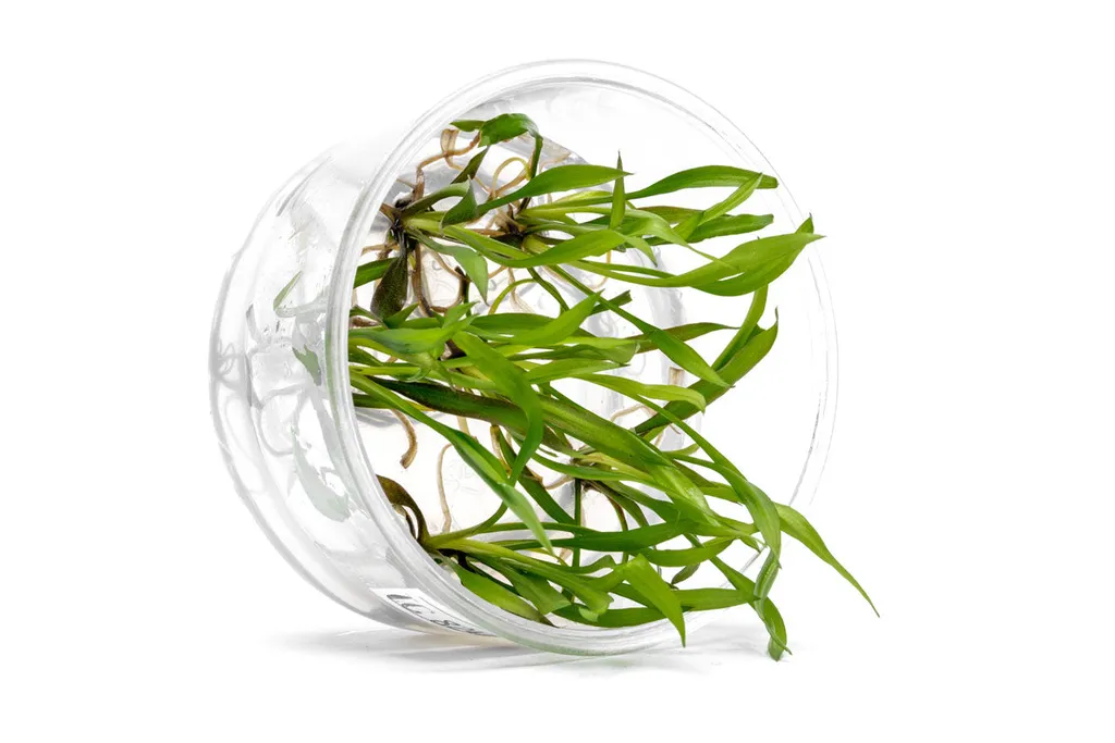 Cryptocoryne spiralis Jwala (Cryptocoryne spiralis 'Jwala')
