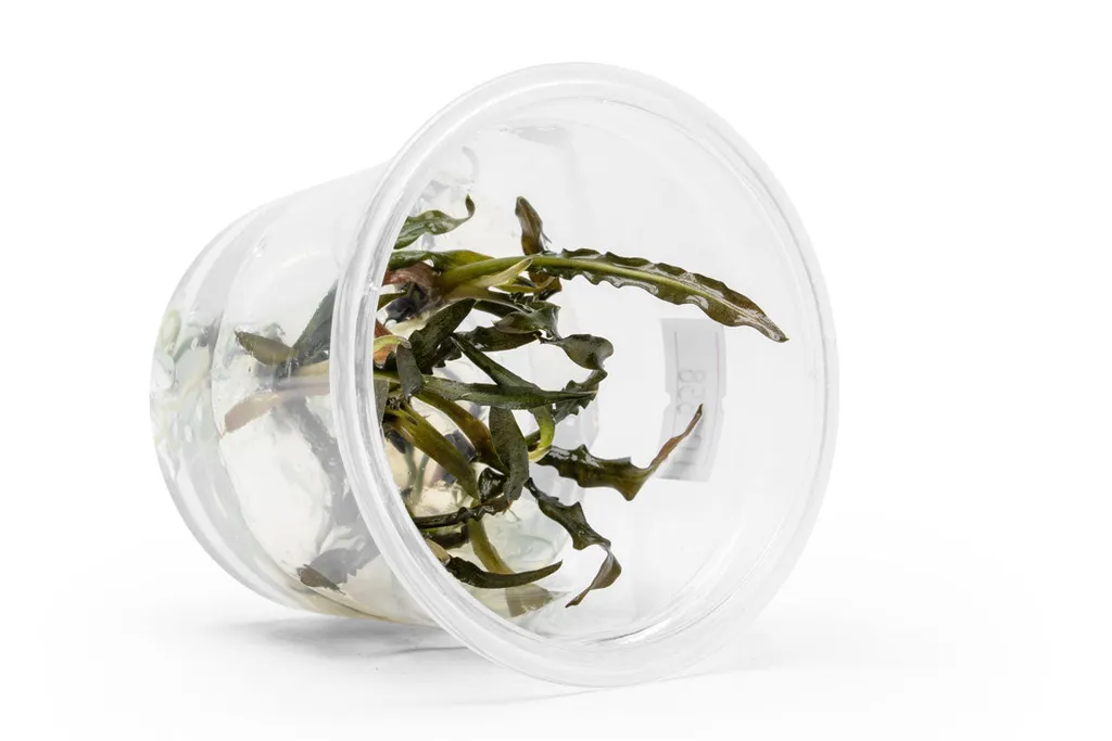 Cryptocoryne spiralis Nari (Cryptocoryne spiralis 'Nari')