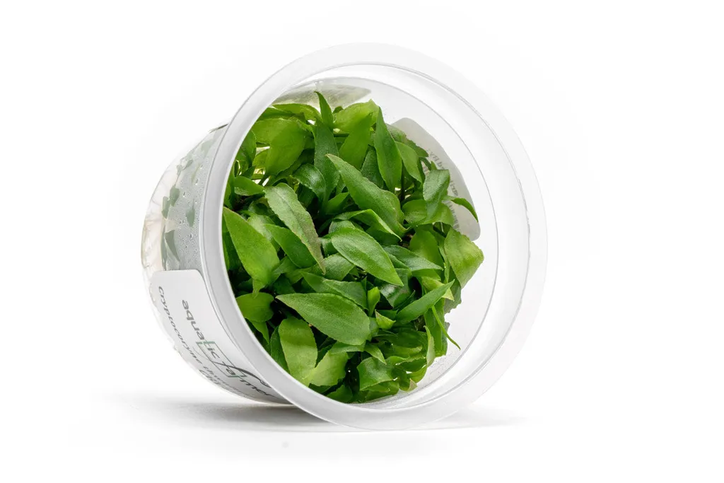Cryptocoryne thwaitesii (Cryptocoryne thwaitesii)
