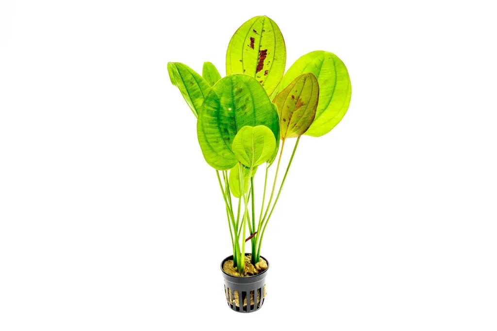 Echinodorus Yellow Sun (Echinodorus 'Yellow Sun')