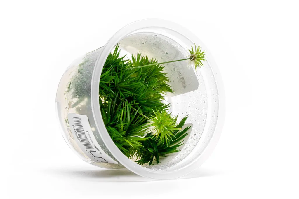 Eriocaulon aquaticum (Eriocaulon aquaticum)