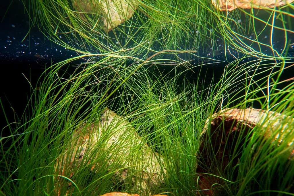 Eriocaulon breviscapum (Eriocaulon breviscapum)