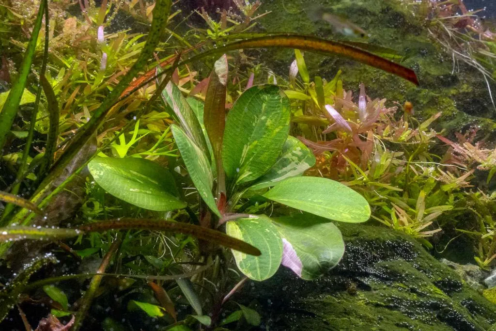 Hadi Red Pearl Variegated sword (Echinodorus 'Hadi Red Pearl Variegated')