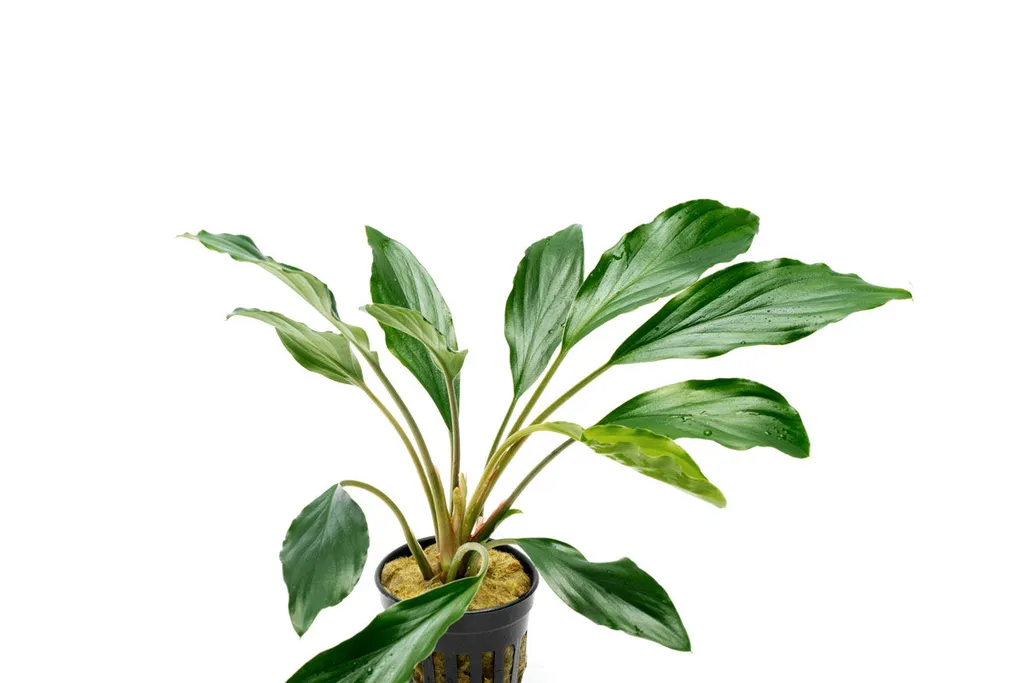 Homalomena Broad Cuneate (Homalomena sp. 'Broad Cuneate')