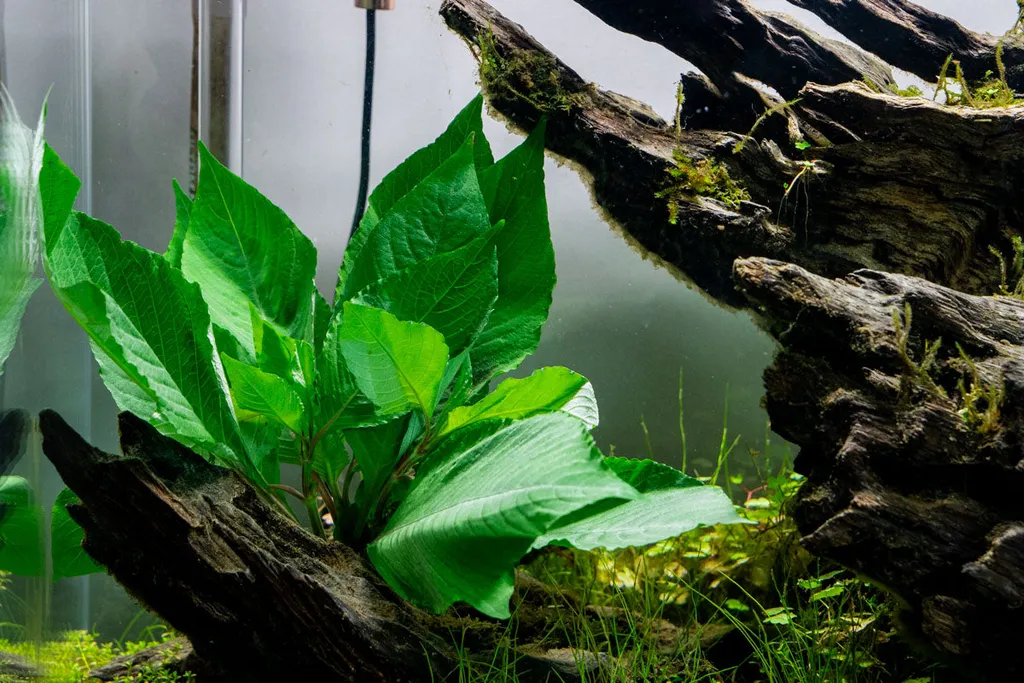 Hygrophila corymbosa Compacta (Hygrophila corymbosa 'Compacta')