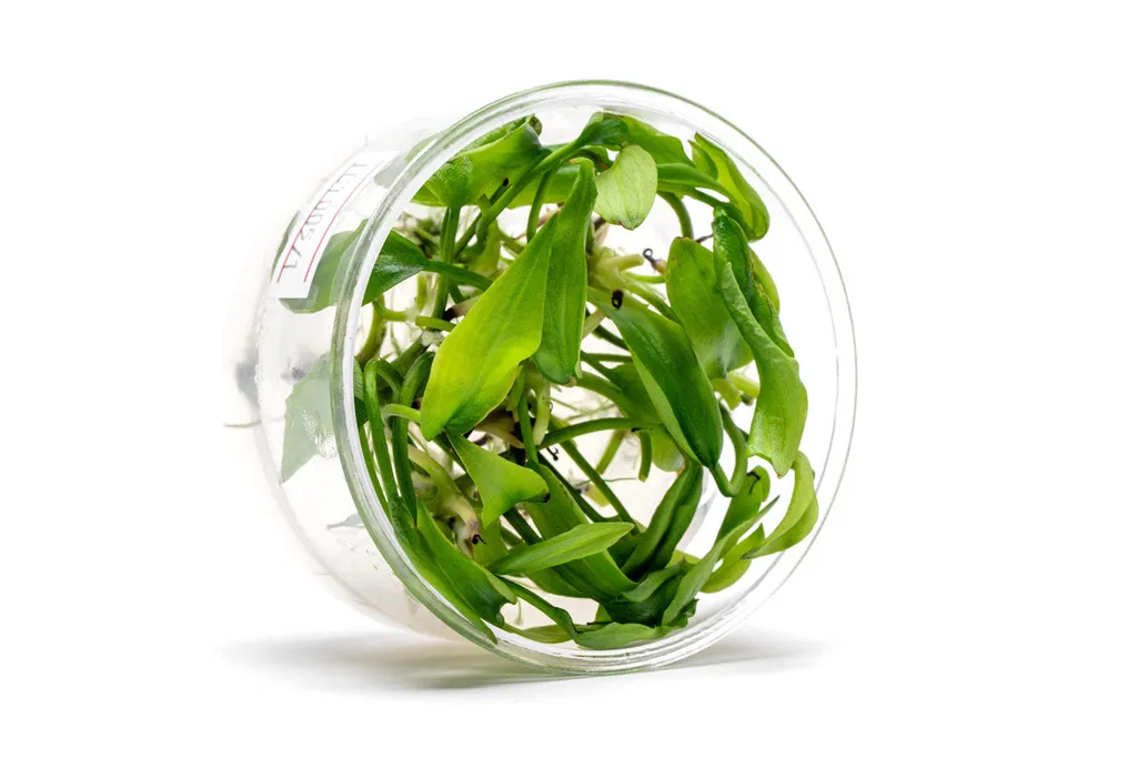 Lagenandra meeboldii Green (Lagenandra meeboldii 'Green')