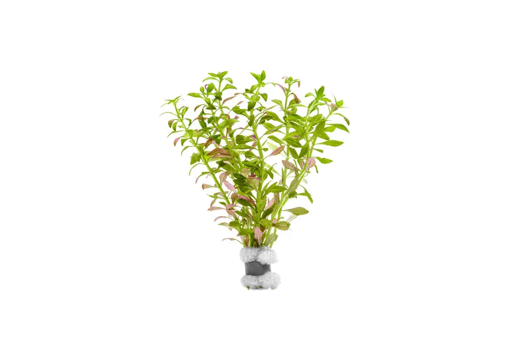 Limnophila aromatica Mini (Limnophila aromatica 'Mini')