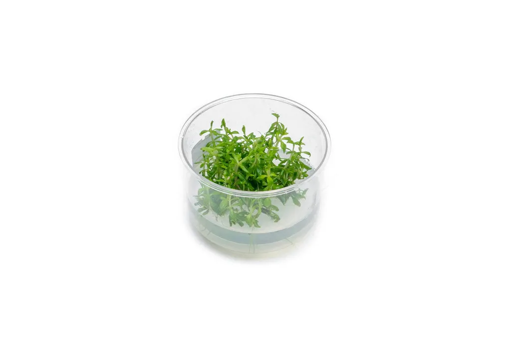 Limnophila Vietnam (Limnophila sp. 'Vietnam')