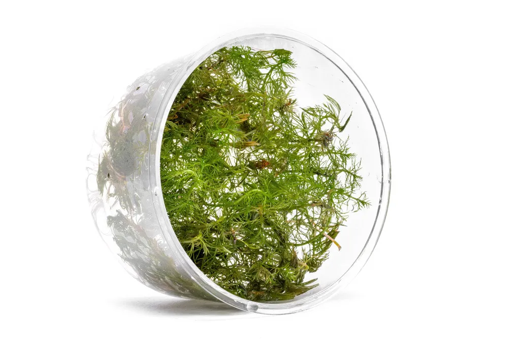 Myriophyllum Roraima (Myriophyllum sp. 'Roraima')
