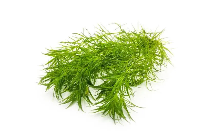 Najas indica (Najas indica)