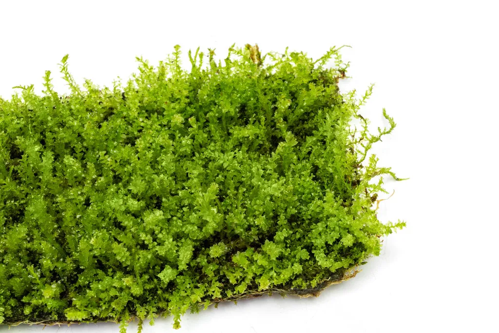 Pearl moss (Plagiomnium cf. affine)