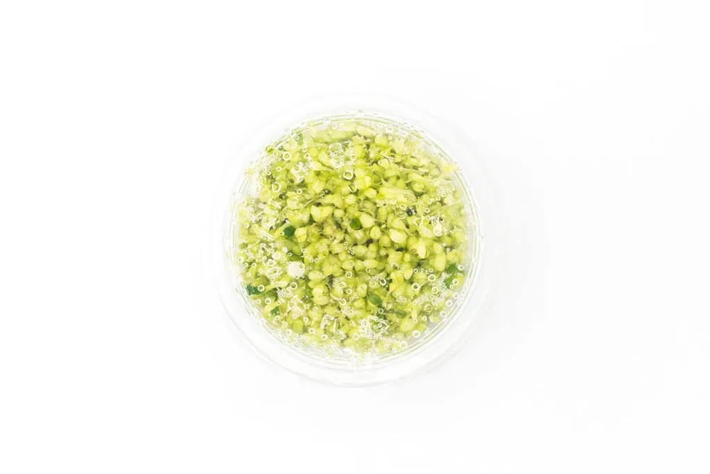 Platinum glosso (Glossostigma elatinoides 'Platinum')