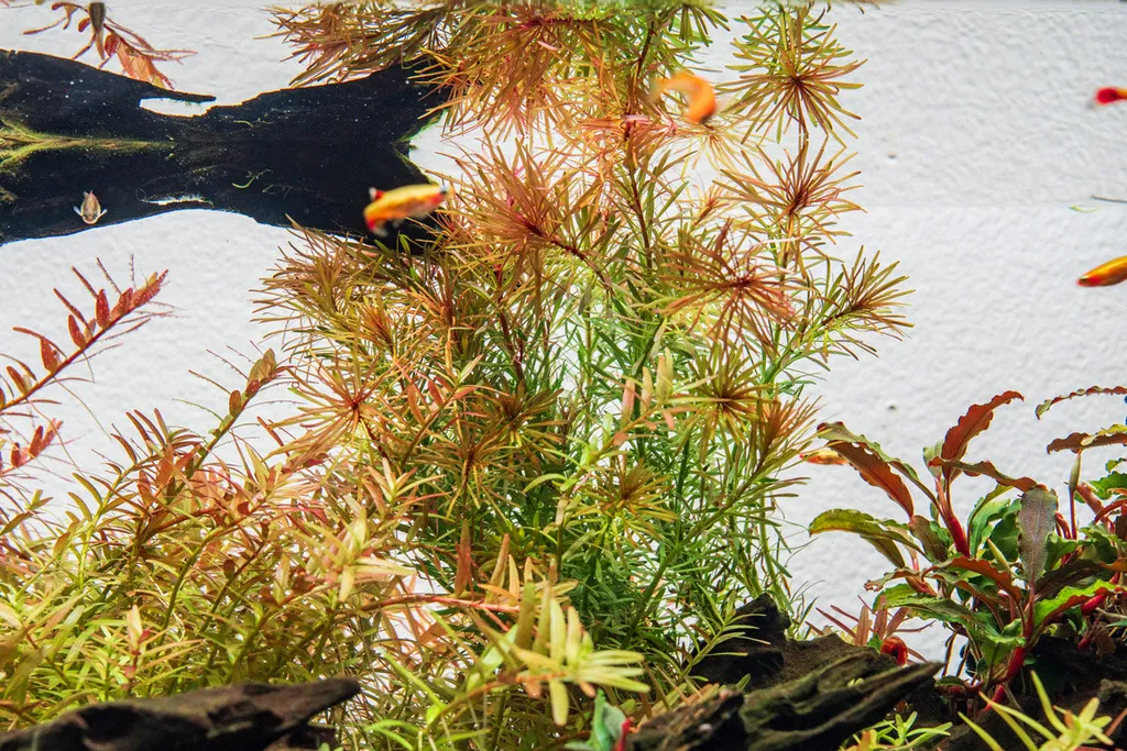 Rotala Bossii (Rotala sp. 'Bossii')