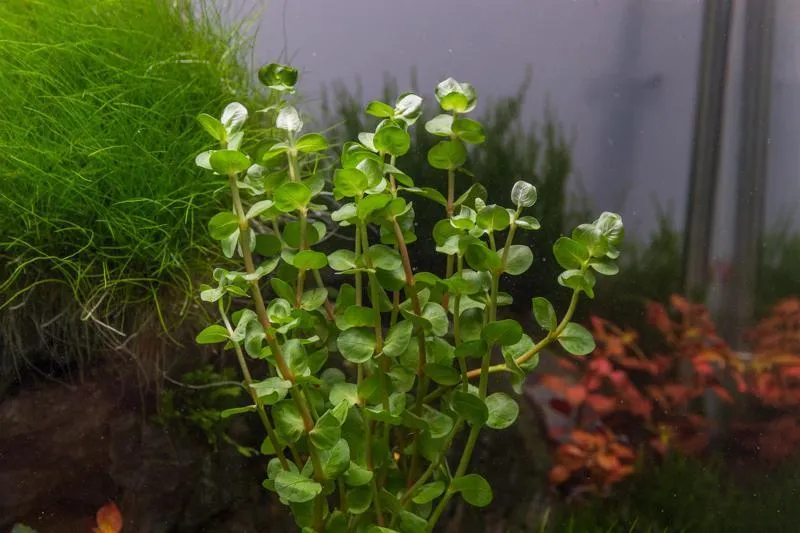 Rotala Coin Leaf (Rotala sp. 'Coin Leaf')