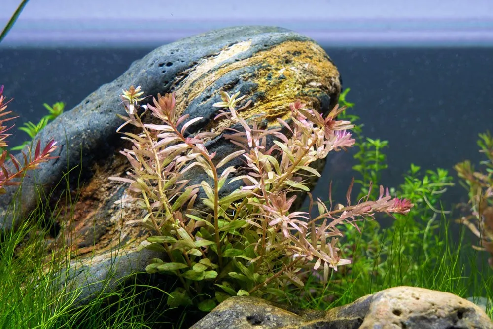 Rotala Fujian (Rotala 'Fujian')