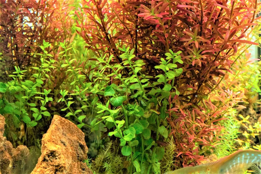 Rotala macrandra Green (Rotala macrandra 'Green')
