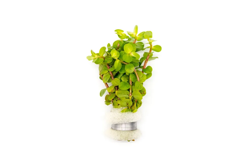 Rotala macrandra Yellow (Rotala macrandra 'Yellow')