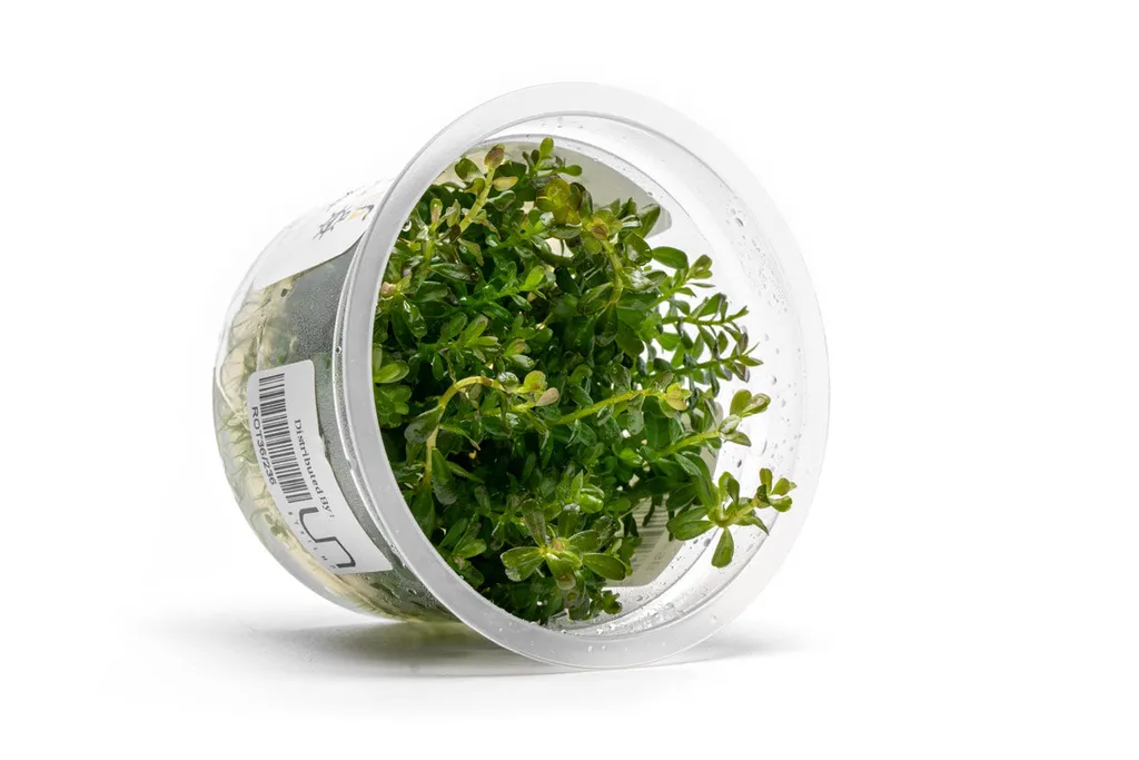 Rotala Myanmar (Rotala rotundifolia 'Myanmar')