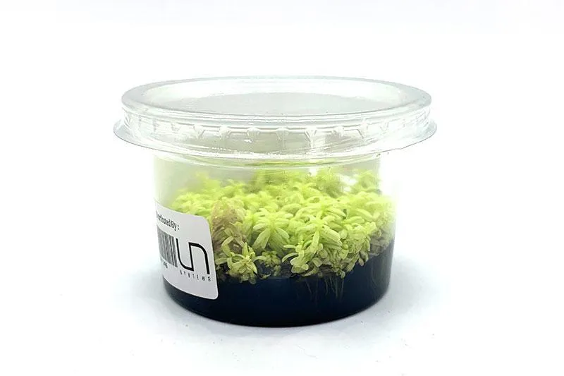 Rotala Platinum (Rotala rotundifolia 'Platinum')