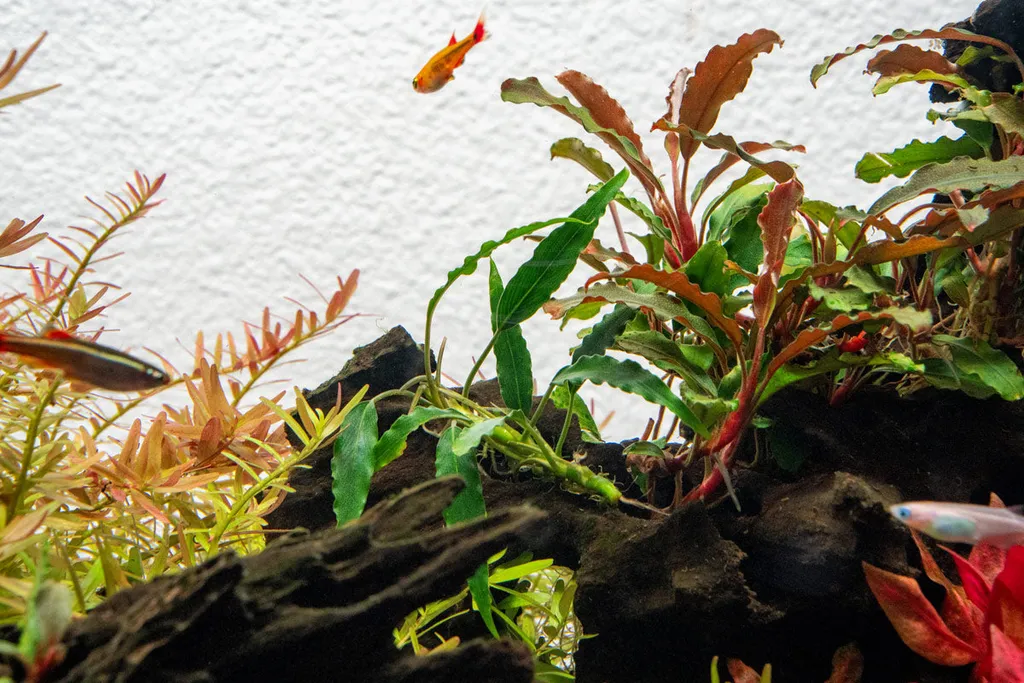 Schismatoglottis roseospatha (Schismatoglottis roseospatha)
