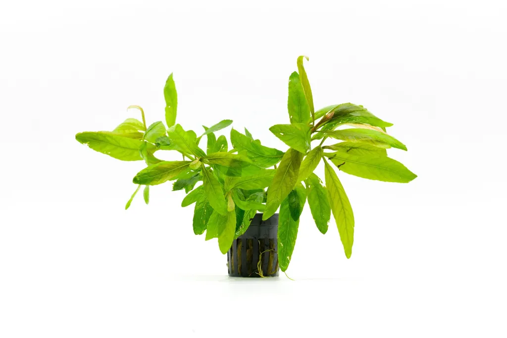 Staurogyne Bihar (Staurogyne sp. 'Bihar')