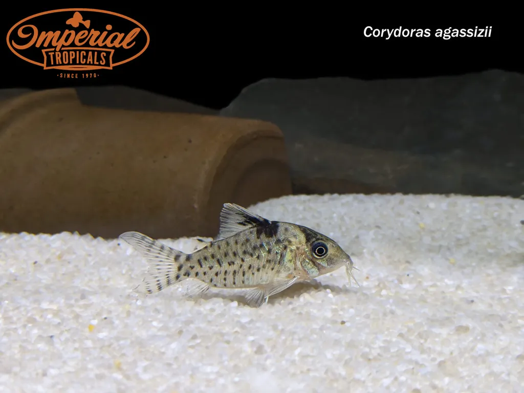 Agassiz's cory (Brochis agassizii)