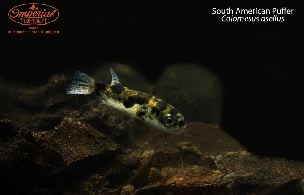 Amazon puffer (Colomesus asellus)
