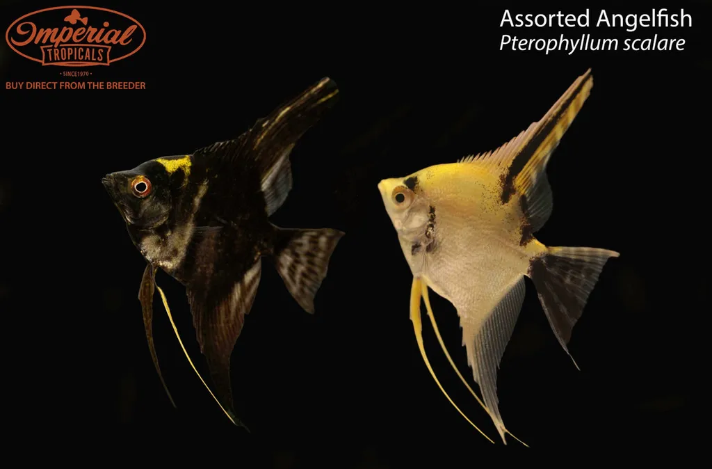 Angelfish (Pterophyllum scalare)