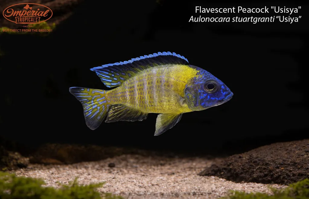 Grant's peacock (Aulonocara stuartgranti)