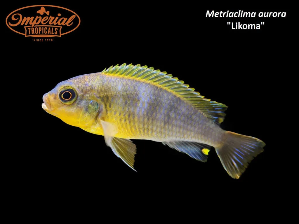 Aurora cichlid (Maylandia aurora)
