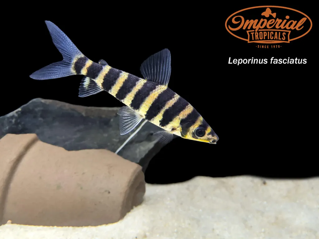 Banded leporinus (Leporinus fasciatus)